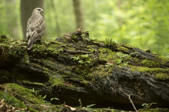 Buizerd