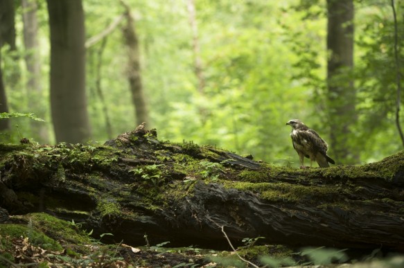 Buizerd