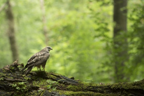 Buizerd