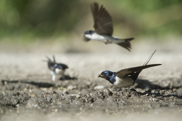 Boerenzwaluw en Huiszwaluw
