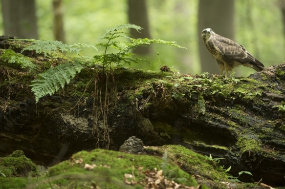 Buizerd