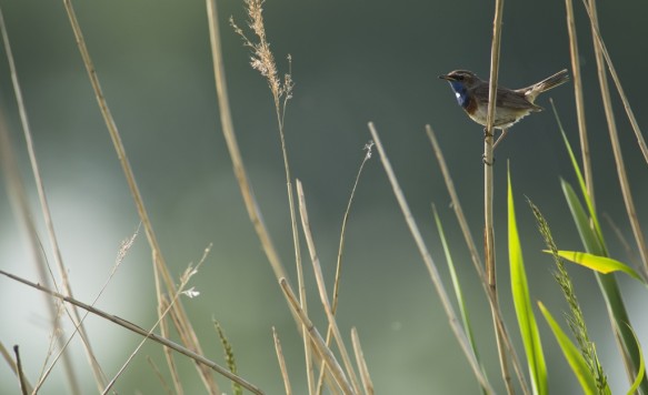 Blauwborst
