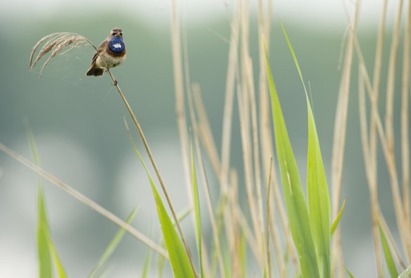 Blauwborst