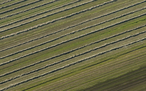 Gemaaid grasland