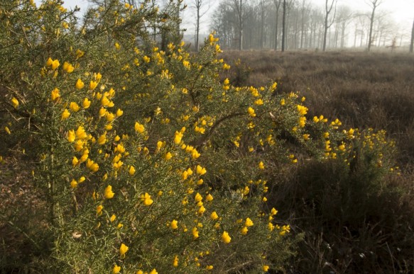 Gaspeldoorn