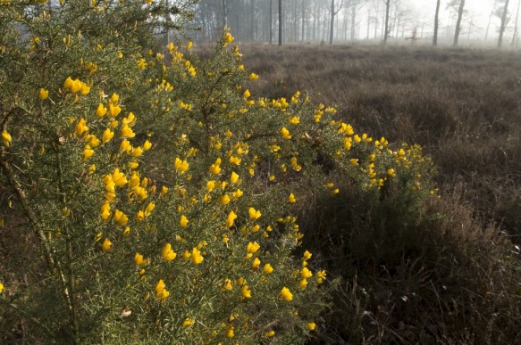 Gaspeldoorn