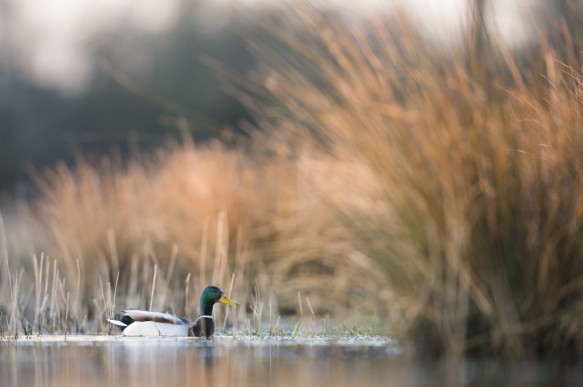 Wilde Eend