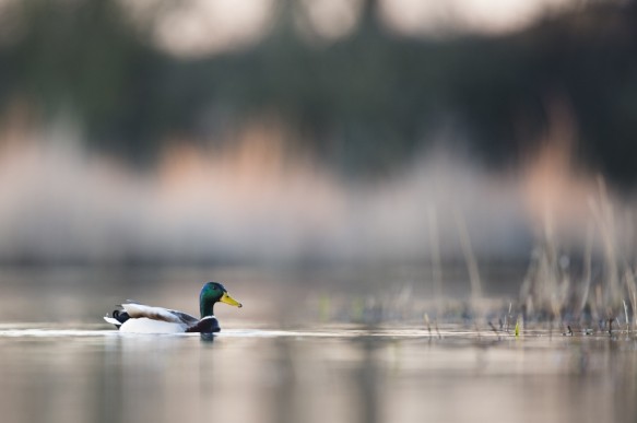 Wilde Eend