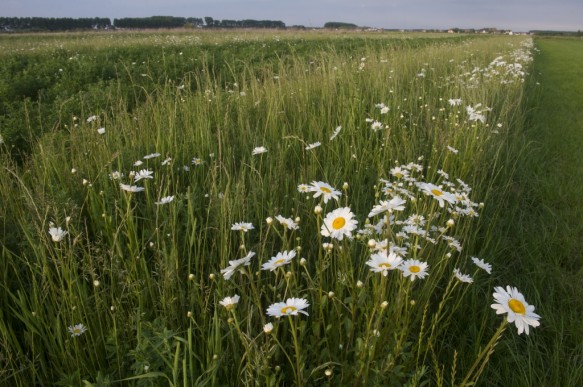 Margrieten
