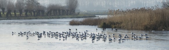 Vrouwkeshoekkreek