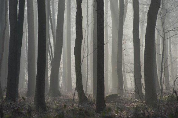 Bellebargiebos