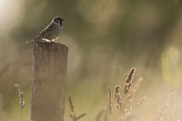 Ringmus