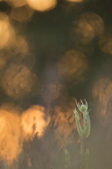 Kaardebol