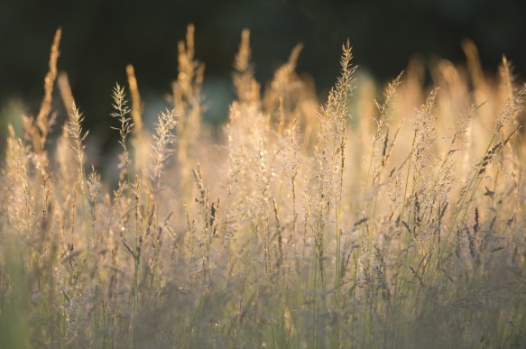 Gras