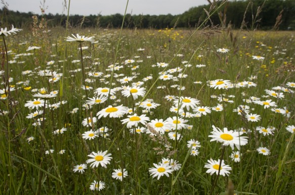 Margrieten