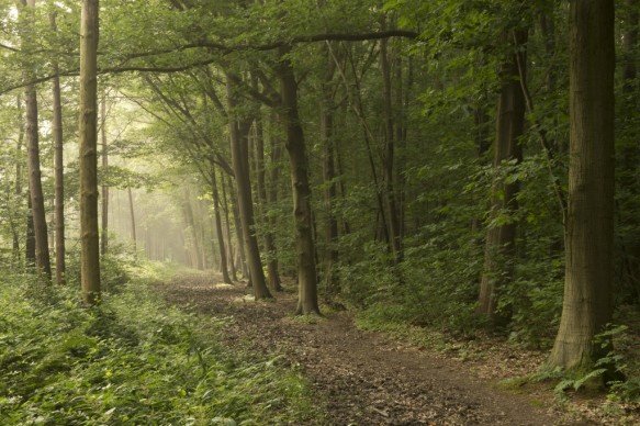 Dreef in het Drongengoedbos.