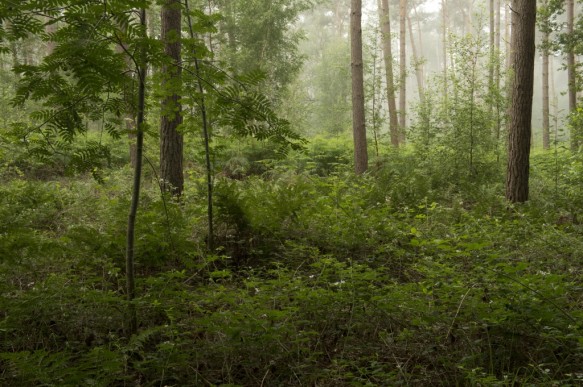 Drongengoedbos