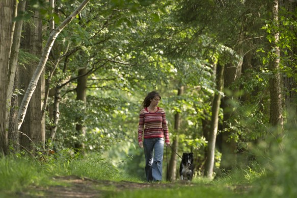 Wandelen in het bos.