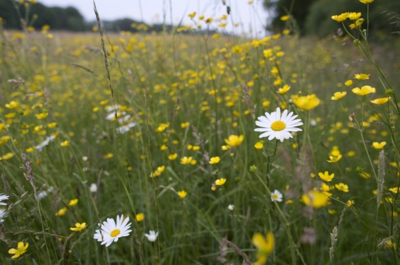 Margrieten en boterbloemen.
