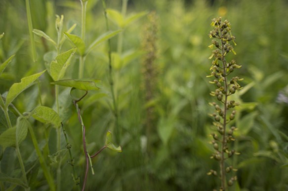 Grote keverorchis