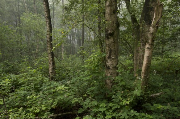 Eiken - berkenbos.