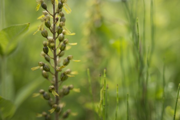 Grote keverorchis