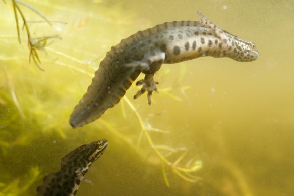 Kleine watersalamander