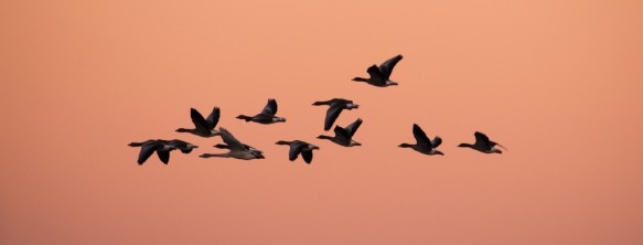 Ganzen in vlucht.