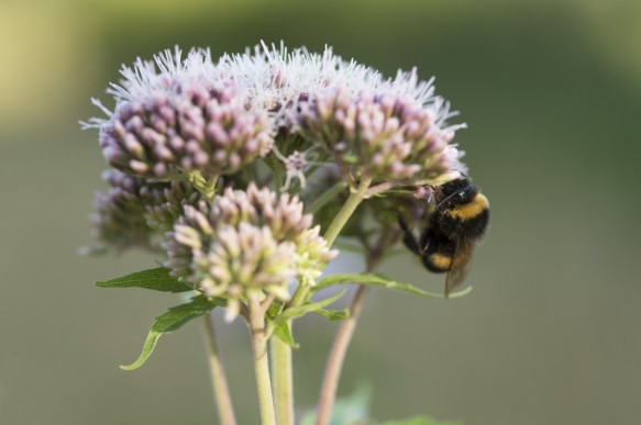 Aardhommel