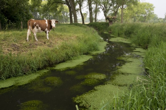 De Oude Kale