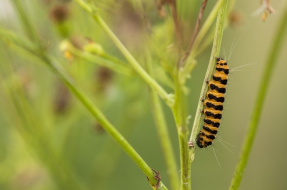 Rups van Sint-Jacobsvlinder.