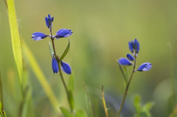 Liggende vleugeltjesbloem