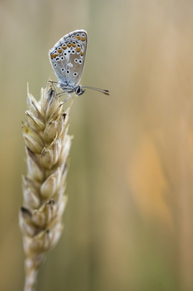 Icarus blauwtje