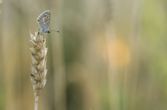 Icarus blauwtje