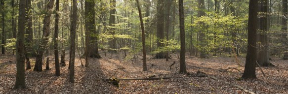 Lente in het bos.