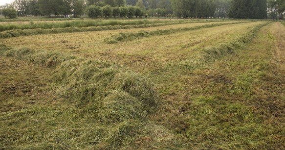 Hooiweide