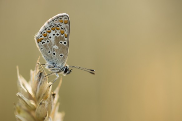 Icarus blauwtje