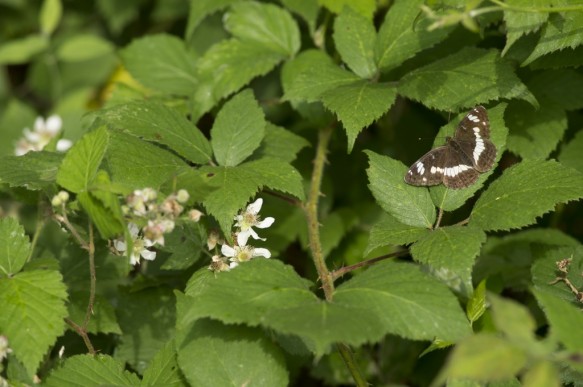 Kleine ijsvogelvlinder