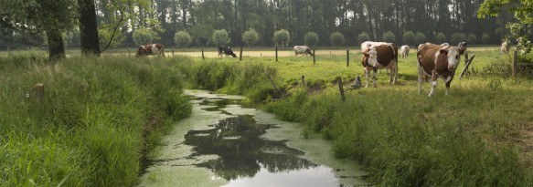 De Oude Kale