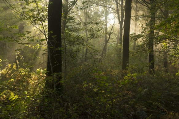 Sfeer in het bos