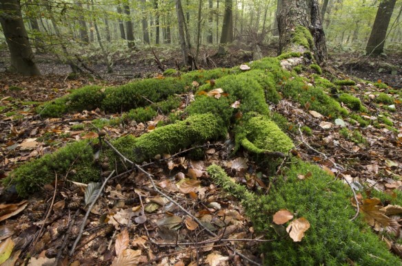 Bellebargiebos of Kwadenbos