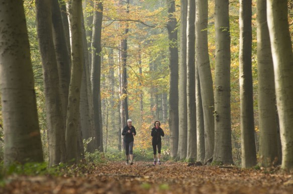 Joggen in het bos.