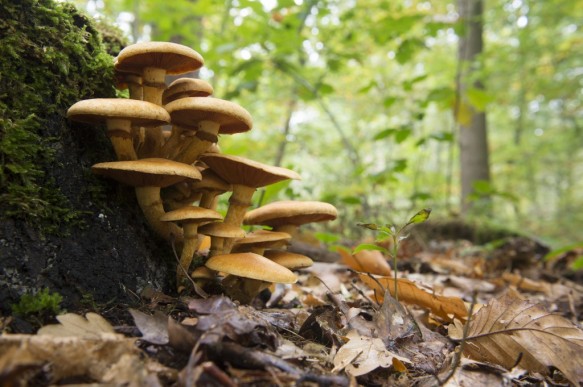 Zwammen in het bos