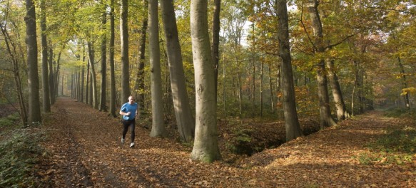 Joggen in het bos.