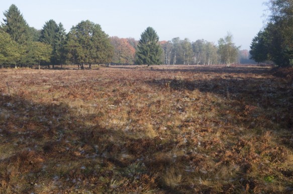 Heideveld in het bos.