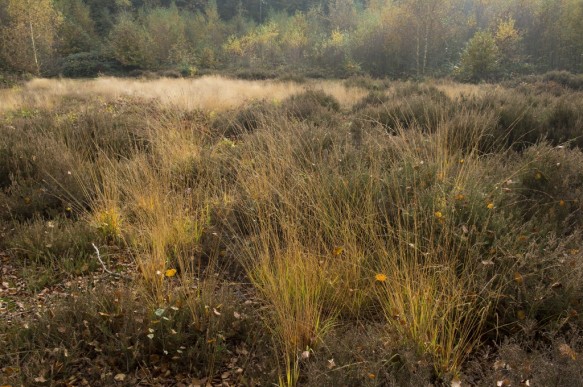 Heidegebied in de herfst.