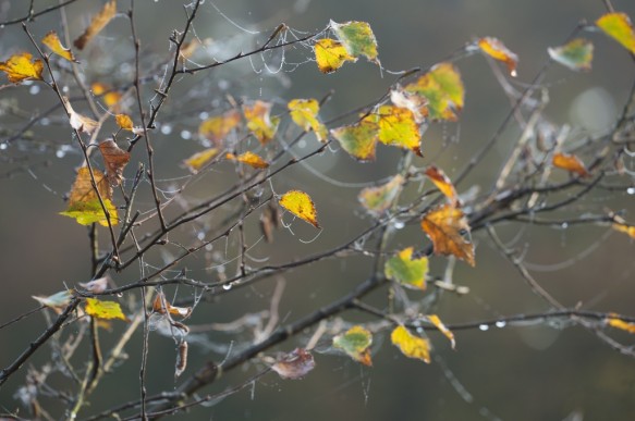 Herfstbladeren