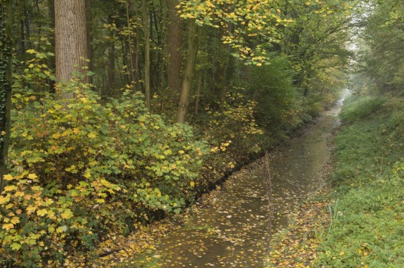 Bellebargiebos of Kwadenbos