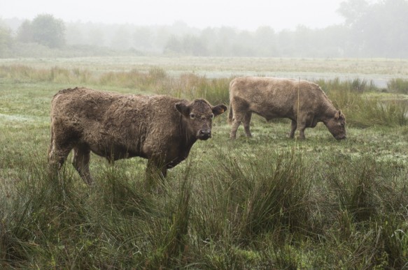 Galloway runderen