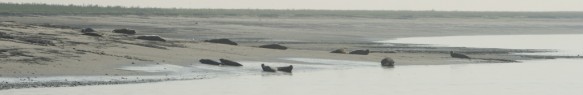 Zeehonden